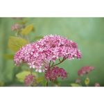 Image de Hydrangea arbo. 'Pink Annabelle'® (PBR)