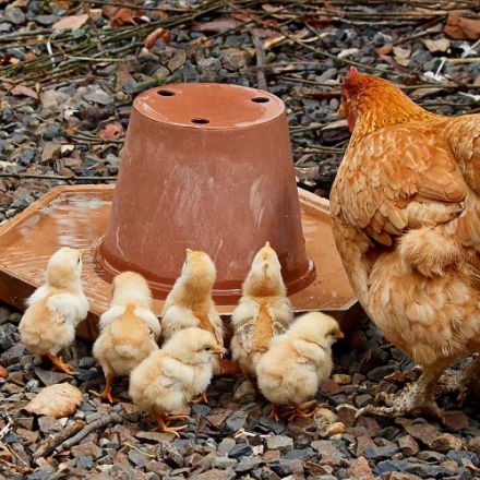 Agrandir l'image de Poussins mix races Image de Poussins mix races