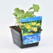 Image de Caltha palustris Pot 18cm