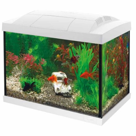 Agrandir l'image de SUPERFISH START 20 GOLDFISH KIT BLANC Image de SUPERFISH START 20 GOLDFISH KIT BLANC