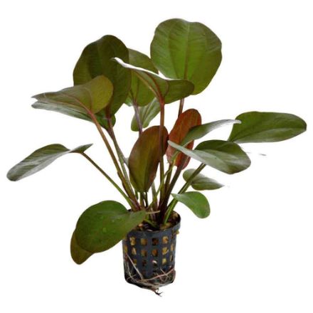 Agrandir l'image de Plante Echinodorus Rubra 5 Cm En Pot Image de Plante Echinodorus Rubra 5 Cm En Pot