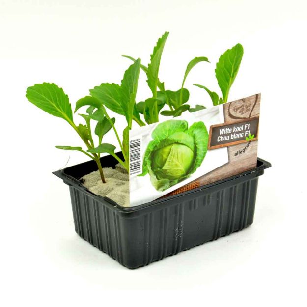 Image de Chou blanc barquette 6 pièces