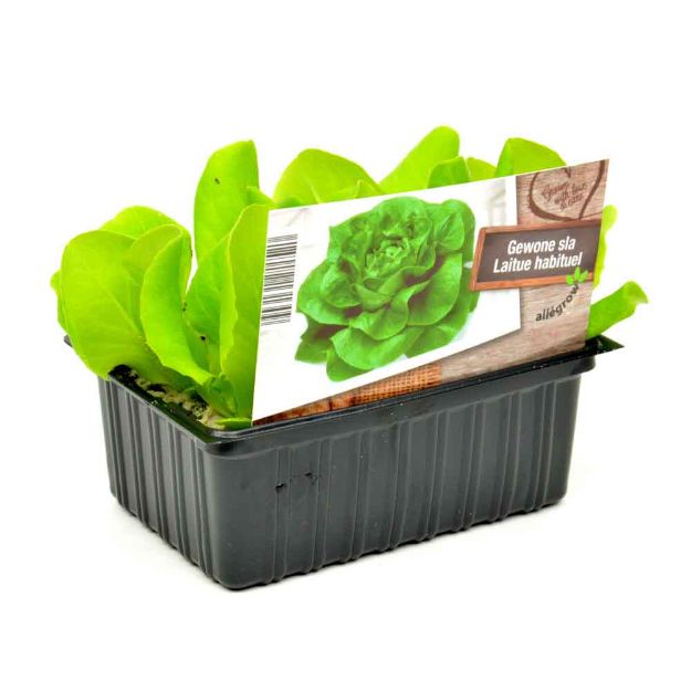 Image de Laitue barquette 6 pièces