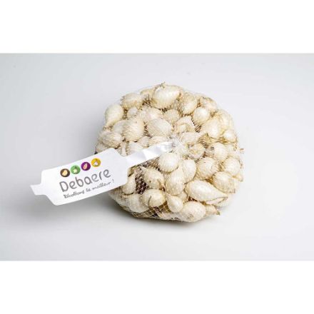 Agrandir l'image de Oignons blanc sowball 14/21 250 gr. Image de Oignons blanc sowball 14/21 250 gr.