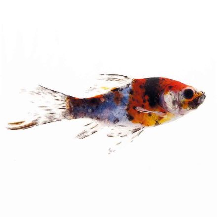 Agrandir l'image de Poisson shubunkin 7-10cm Image de Poisson shubunkin 7-10cm