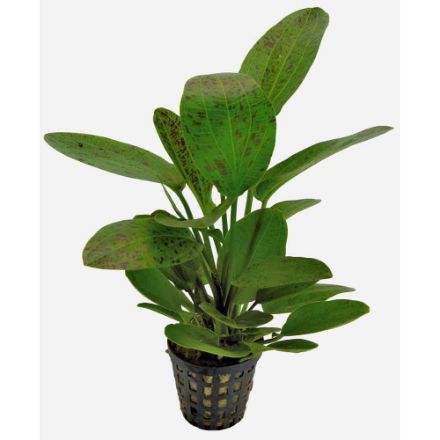 Agrandir l'image de Plante Echinodorus Ozelot Vert 5 Cm En Pot Image de Plante Echinodorus Ozelot Vert 5 Cm En Pot
