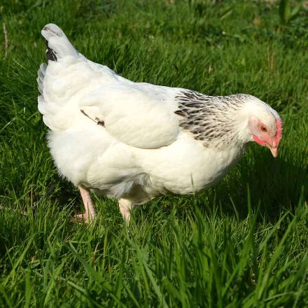 Agrandir l'image de Poule Pondeuse Sussex Image de Poule Pondeuse Sussex