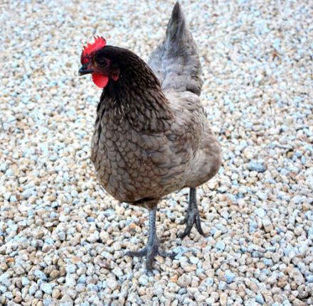 Agrandir l'image de Poule Pondeuse Bleu De Landes Image de Poule Pondeuse Bleu De Landes