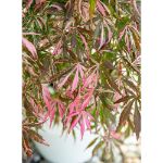 Image de Acer palm. 'Extravaganza' (PBR)