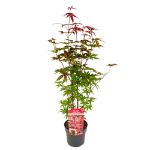 Image de Acer palm. 'Twombly's Red Sentinel'