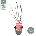 Image de Acer palm. 'Twombly's Red Sentinel'