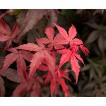Image de Acer palm. 'Twombly's Red Sentinel'