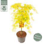 Image de Acer palm. 'Cascade Gold' (PBR)