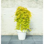 Image de Acer palm. 'Cascade Gold' (PBR)