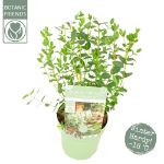 Image de Eucalyptus parvifolia ‘Oliva’