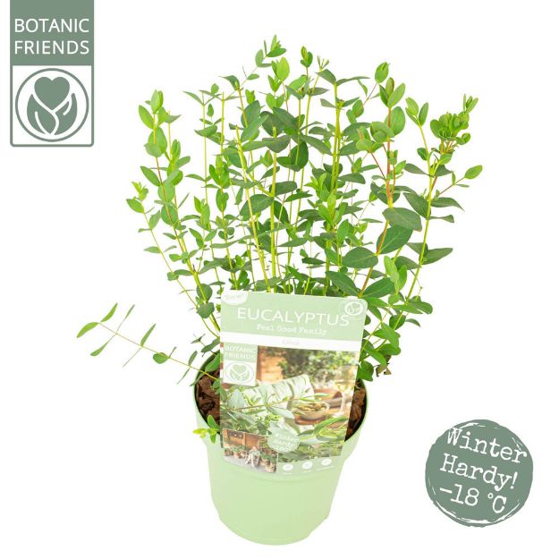 Image de Eucalyptus parvifolia ‘Oliva’