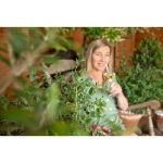 Image de Eucalyptus parvifolia ‘Oliva’