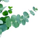 Image de Eucalyptus pulverulenta ‘Baby Blue’