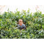 Image de Eucalyptus pulverulenta ‘Baby Blue’