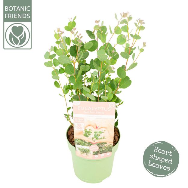 Image de Eucalyptus websteriana ‘Botanic Hearts’