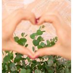 Image de Eucalyptus websteriana ‘Botanic Hearts’