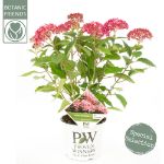 Image de Hydrangea arbo. 'Ruby Annabelle'® (PBR)