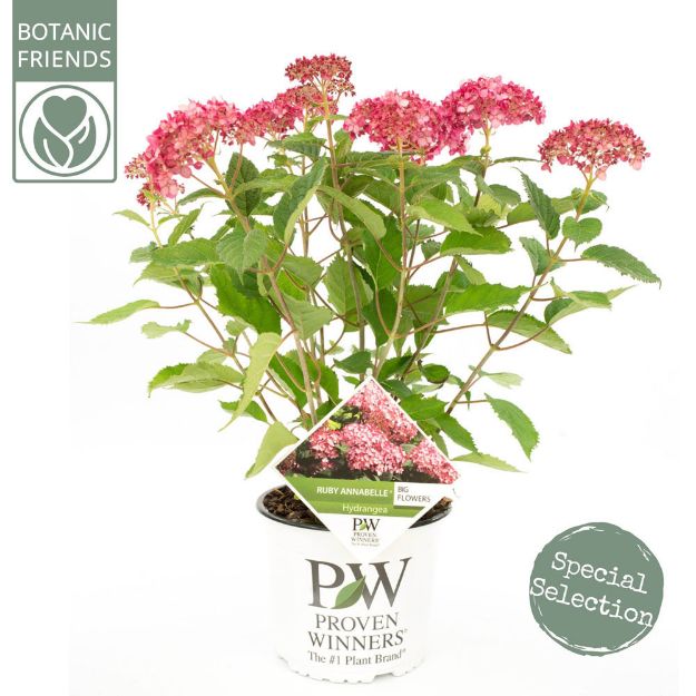 Image de Hydrangea arbo. 'Ruby Annabelle'® (PBR)
