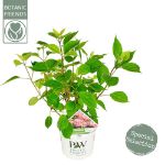 Image de Hydrangea arbo. 'Ruby Annabelle'® (PBR)