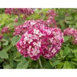 Image de Hydrangea arbo. 'Ruby Annabelle'® (PBR)