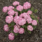 Image de Hydrangea arbo. 'Ruby Annabelle'® (PBR)