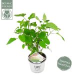 Image de Hydrangea arbo. 'Strong Annabelle'® (PBR)