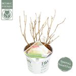 Image de Hydrangea arbo. 'Strong Annabelle'® (PBR)