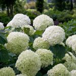 Image de Hydrangea arbo. 'Strong Annabelle'® (PBR)