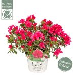 Image de Rhododendron 'Bollywood'® (PBR)