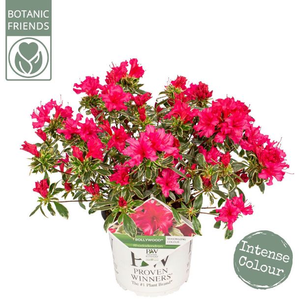 Image de Rhododendron 'Bollywood'® (PBR)
