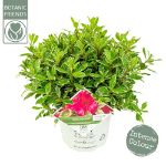 Image de Rhododendron 'Bollywood'® (PBR)