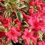 Image de Rhododendron 'Bollywood'® (PBR)