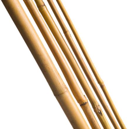 Agrandir l'image de TUTEUR BAMBOU NAT - H120 CM - 5 X Image de TUTEUR BAMBOU NAT - H120 CM - 5 X