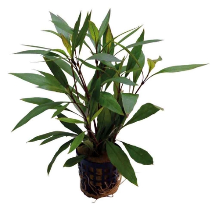 Agrandir l'image de Plante Hygrophila Corymbosa Thailand5 Cm En Pot Image de Plante Hygrophila Corymbosa Thailand5 Cm En Pot