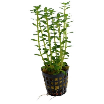 Agrandir l'image de Plante Rotala Indica 5 Cm En Pot Image de Plante Rotala Indica 5 Cm En Pot