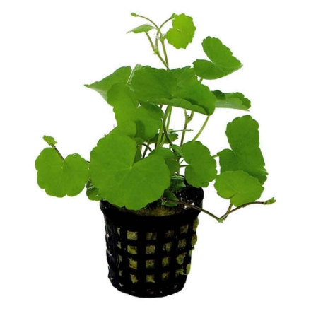 Agrandir l'image de Plante Hydrocotyle Leucocephala 5 Cm En Pot Image de Plante Hydrocotyle Leucocephala 5 Cm En Pot