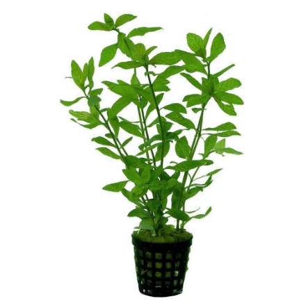 Agrandir l'image de Plante Hygrophila Rosae Australis 5 Cm En Pot Image de Plante Hygrophila Rosae Australis 5 Cm En Pot