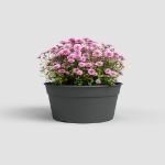 Image de COUPE MADAGASCAR 27CM ANTHRACITE