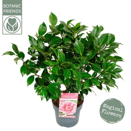 Agrandir l'image de Camellia jap. 'Bonomiana' Image de Camellia jap. 'Bonomiana'