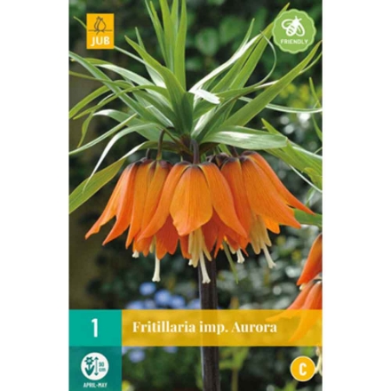 Agrandir l'image de 1 fritillaria aurora calibre : 20/24 Image de 1 fritillaria aurora calibre : 20/24