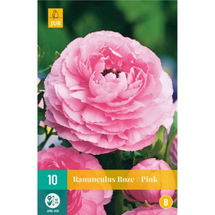 Agrandir l'image de 10 bulbes de fleurs de ranunculus rose Image de 10 bulbes de fleurs de ranunculus rose