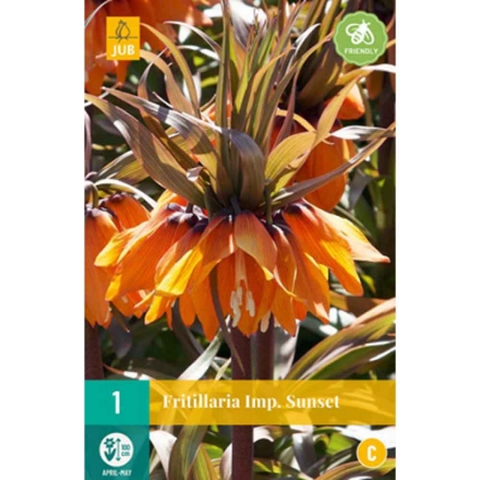 Agrandir l'image de 1 fritillaria sunset calibre : 20/24 Image de 1 fritillaria sunset calibre : 20/24