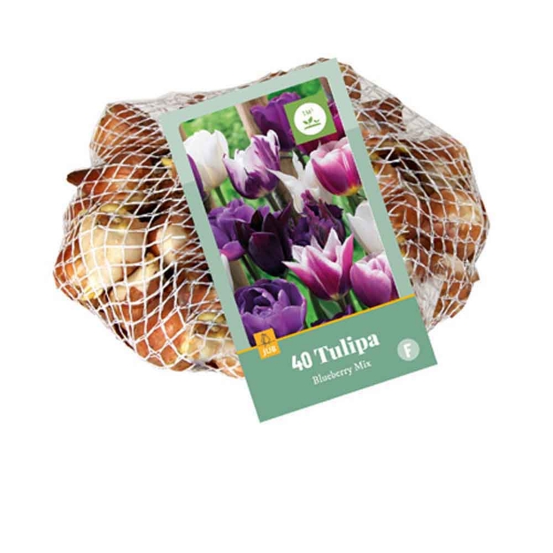 Image de 40 tulipes blueberry micalibre : 11/12