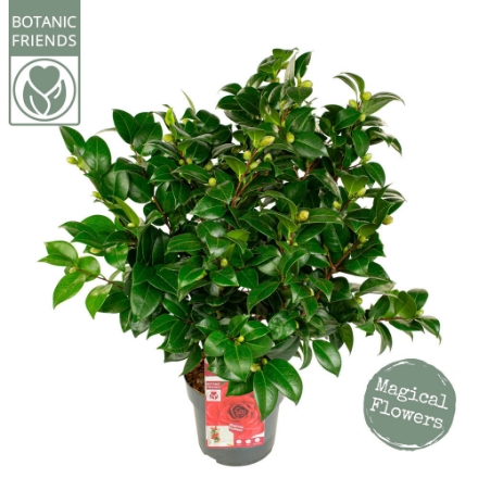 Agrandir l'image de Camellia jap. 'Black Lace' Image de Camellia jap. 'Black Lace'