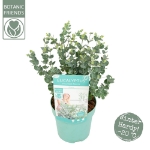 Image de Eucalyptus gunnii 'Azura' (PBR)